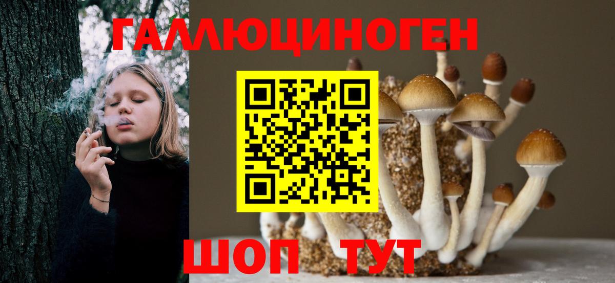 магазин  наркотиков  Мелеуз  Псилоцибиновые грибы Psilocybe 